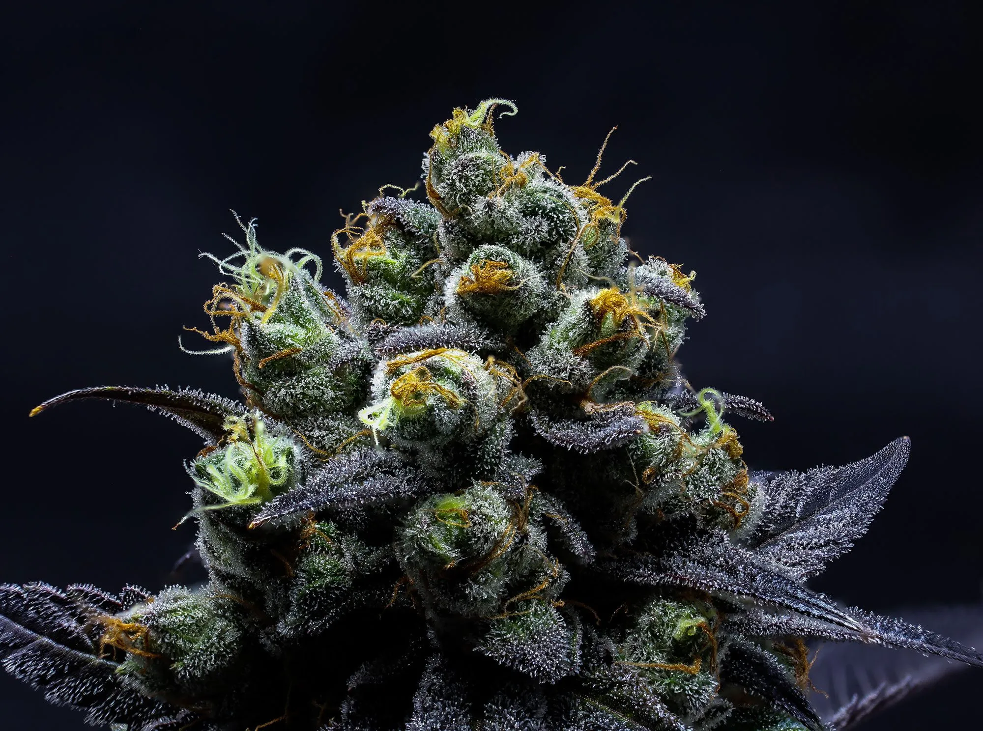 Macro product photography