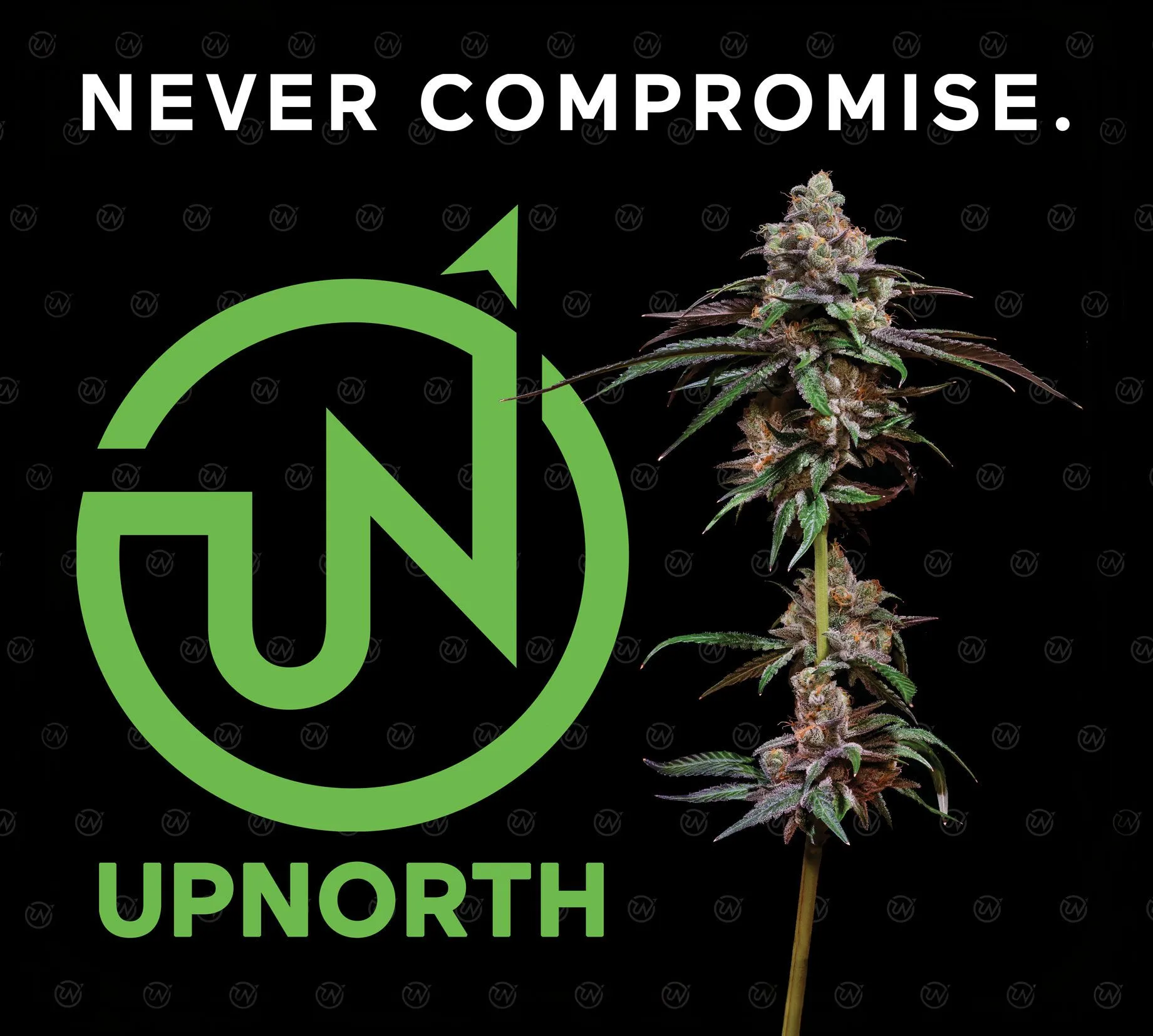 UpNorth convention display materials