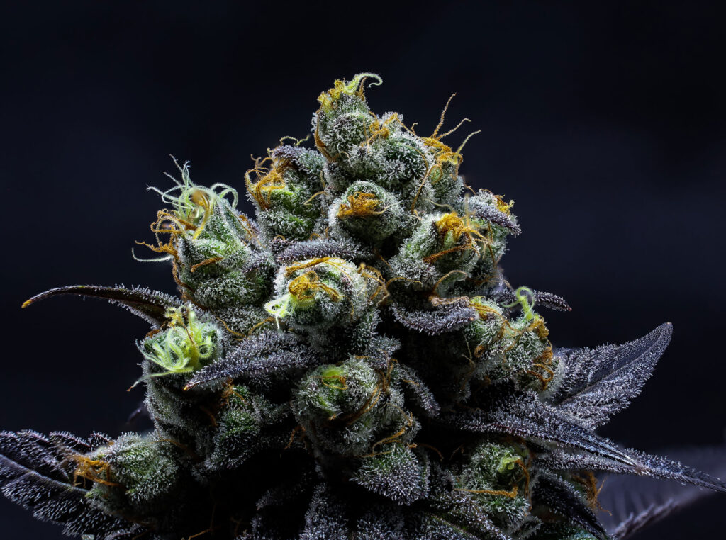 macro image of flower